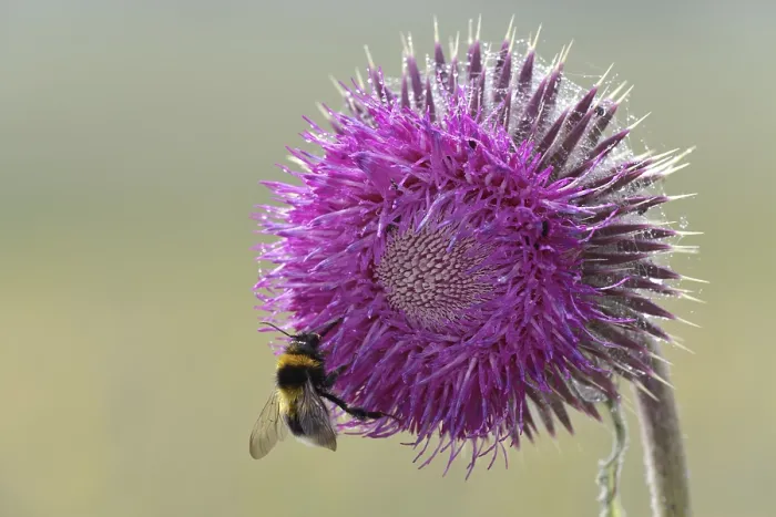Framed Print : Musk Thistle (Carduus nutans)