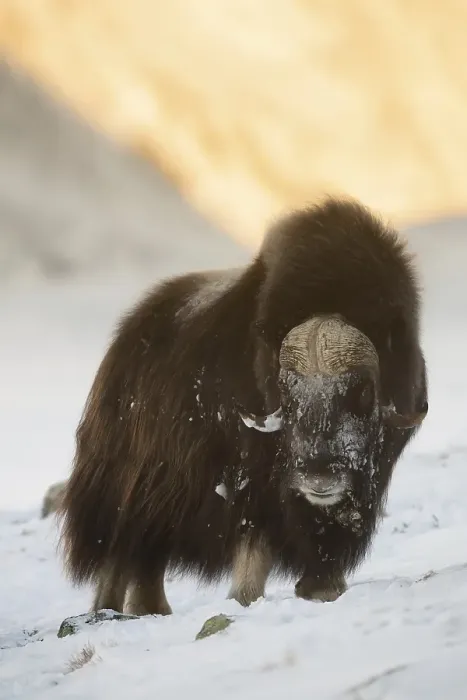Framed Print : Muskox (Ovibos moschatus), Dovrefjell-Sunndalsfjella National Park