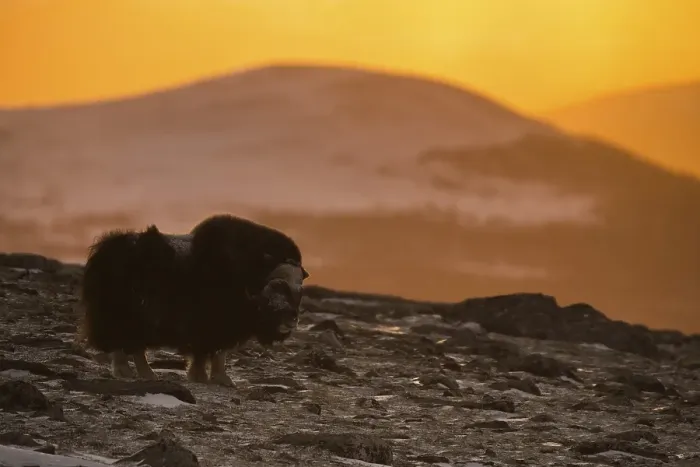 Framed Print : Muskox (Ovibos moschatus) in early morning light