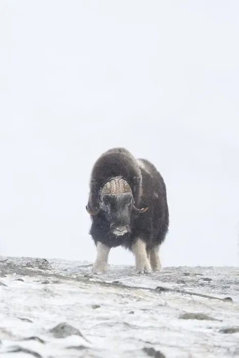 Framed Print : Muskox (Ovibos moschatus) in the snow