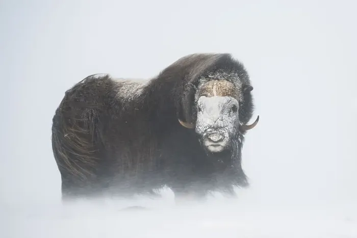 Framed Print : Muskox (Ovibos moschatus) in a snow storm Framed Print : Muskox (Ovibos moschatus) in a snow storm