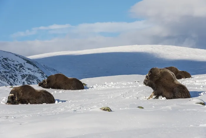 Framed Print : Four Muskox in the snow in National Park Dovrefjell in Norway