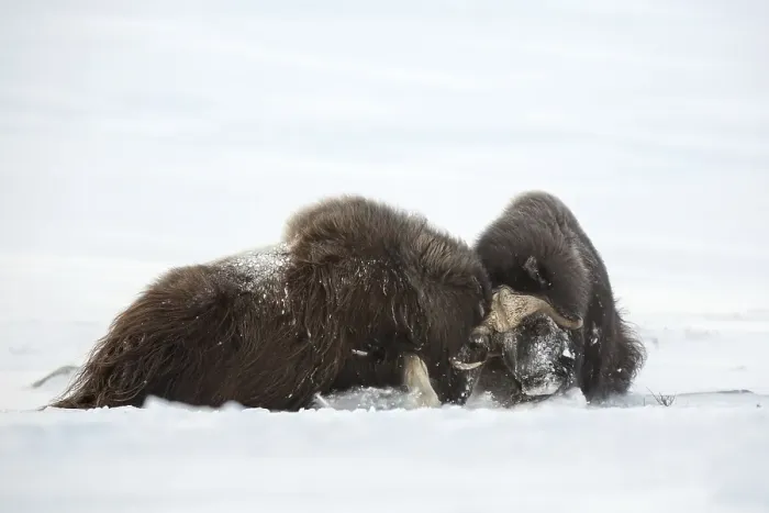 Framed Print : Muskoxen (Ovibos moschatus) fighting