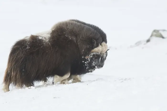 Framed Print : Muskoxen (Ovibos moschatus) fighting