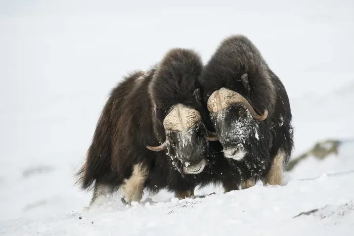 Framed Print : Muskoxen (Ovibos moschatus) in the snow