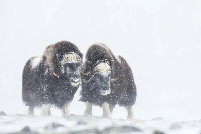 Framed Print : Muskoxen (Ovibos moschatus) in a snow storm
