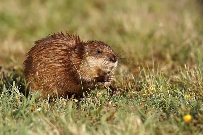 Framed Print : Muskrat (Ondatra zibethicus), adult sitting on the shore of a pond eating grass