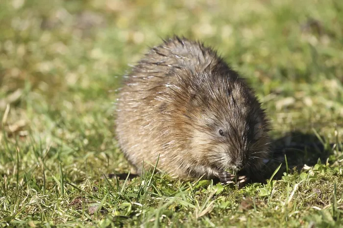Framed Print : Muskrat (Ondatra zibethicus) eating grass in a meadow