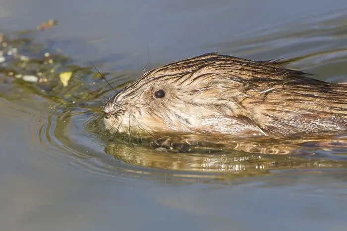 Framed Print : Muskrat (Ondatra zibethicus), swimming Framed Print : Muskrat (Ondatra zibethicus), swimming