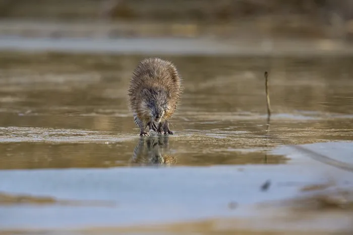 Framed Print : Muskrat (Ondatra zibethicus) walks across the ice on frozen lake Germany