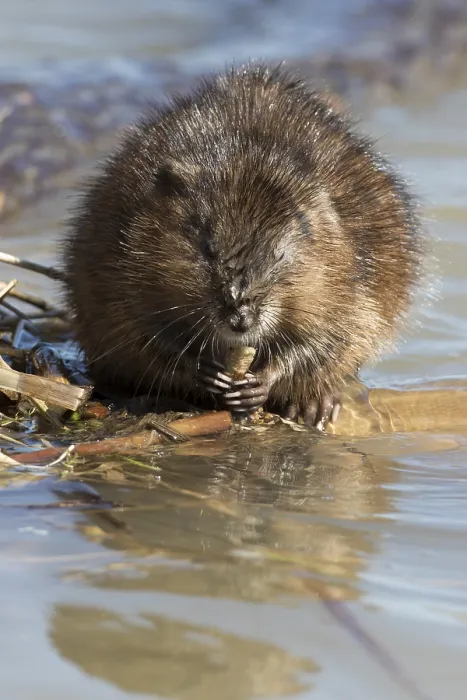 Framed Print : Muskrats (Ondatra zibethicus), Lanaudiere region