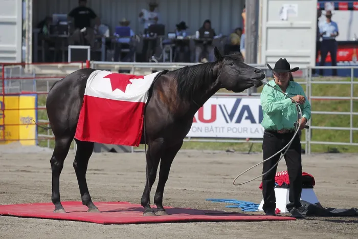 Framed Print : Mustang Showtime at the Rodeo, Valleyfield