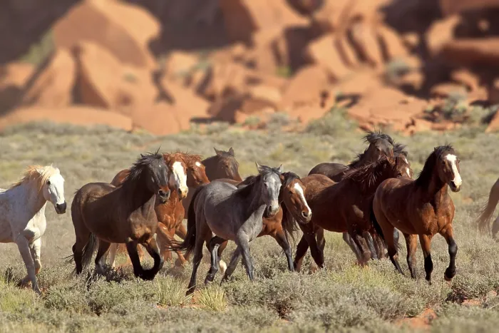 Framed Print : Mustangs, Monument Valley, Utah