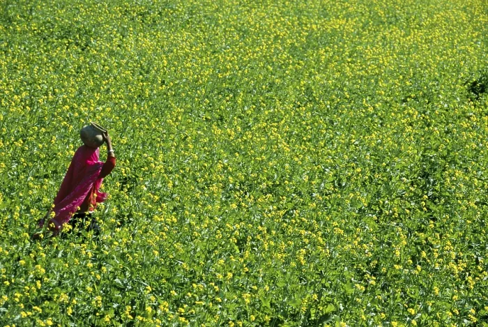 Framed Print : Mustard fields