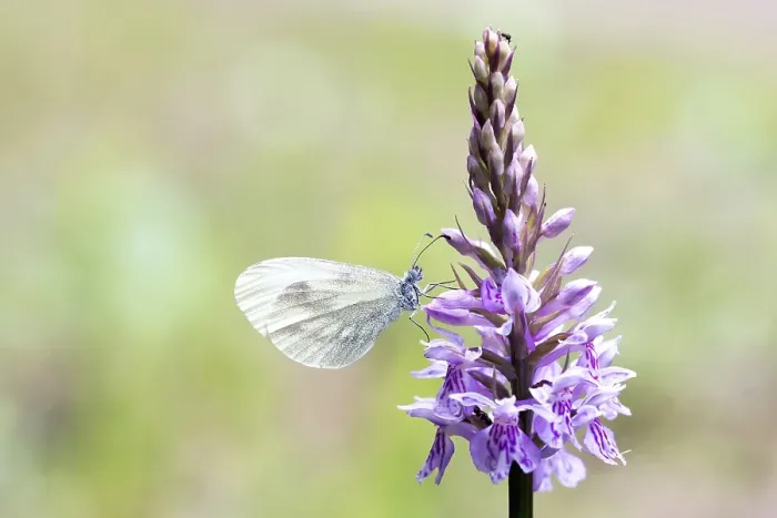 Framed Print : Mustard (Pieridae) white butterfly Framed Print : Mustard (Pieridae) white butterfly