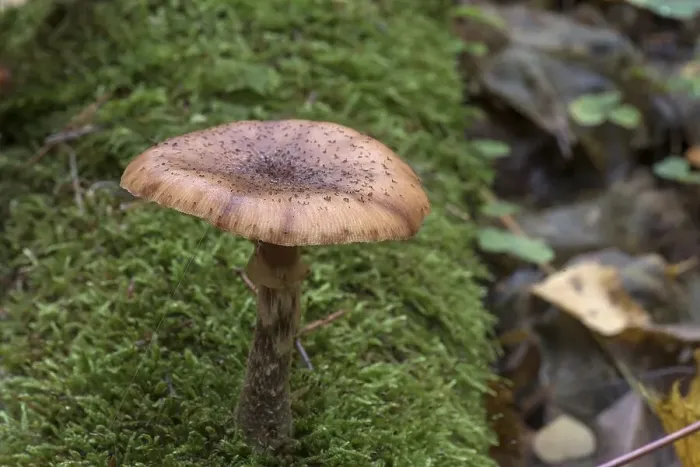 Framed Print : Mutable Hallimasch (Armillaria gallica) in mixed forest