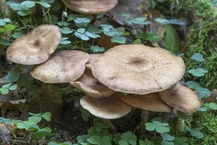 Framed Print : Mutable Hallimasch (Armillaria gallica) in mixed forest