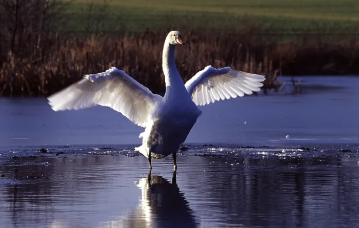 Framed Print : Mute swan Framed Print : Mute swan