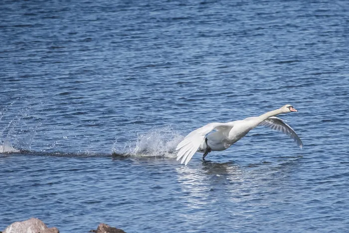 Framed Print : Mute swan approaching the Rantum basin