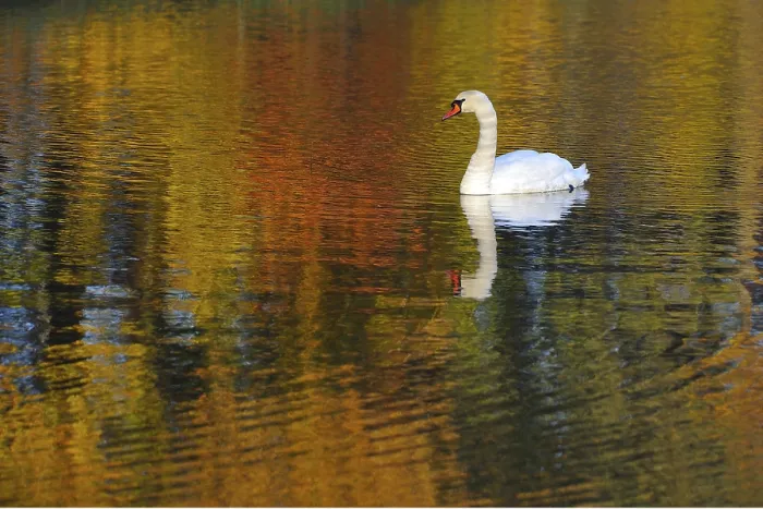 Framed Print : Mute swan in autumn Framed Print : Mute swan in autumn
