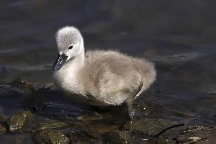 Framed Print : Mute swan chick Framed Print : Mute swan chick