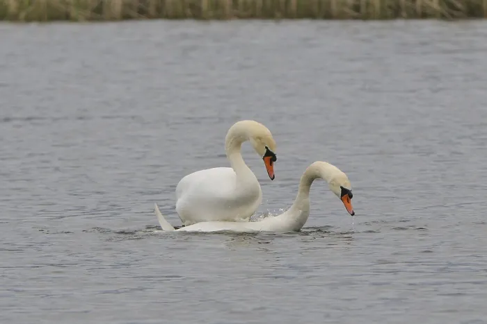 Framed Print : Mute swan (cygnos olor) Framed Print : Mute swan (cygnos olor)