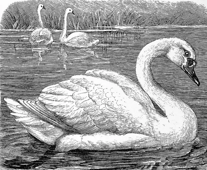 Framed Print : Mute swan, (Cygnus olor), 1889