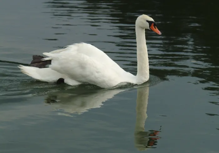Framed Print : Mute Swan (Cygnus olor) Framed Print : Mute Swan (Cygnus olor)