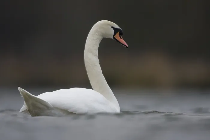 Framed Print : Mute swan (Cygnus olor)
