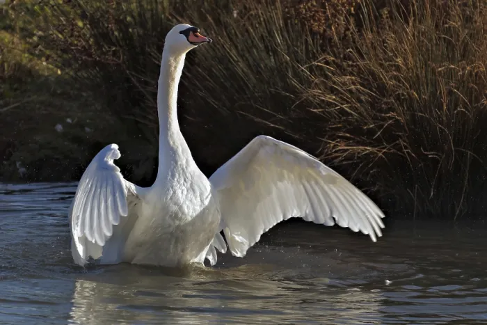 Framed Print : Mute Swan (Cygnus olor) Framed Print : Mute Swan (Cygnus olor)