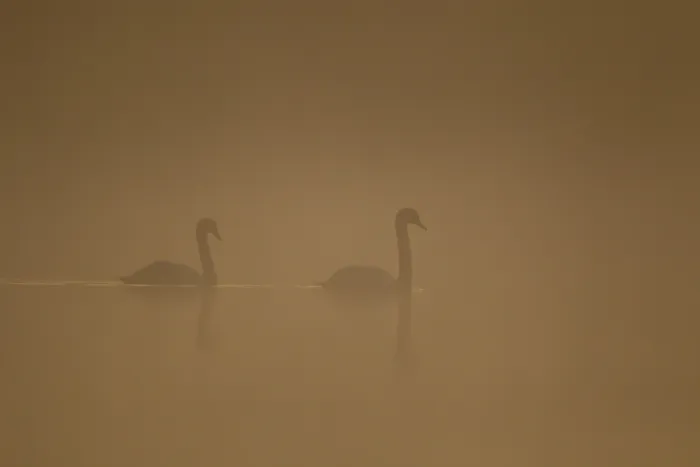 Framed Print : Mute swan (Cygnus olor) two adult birds on a lake in fog weather conditions