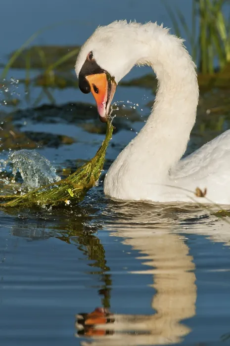 Framed Print : Mute Swan (Cygnus olor) adult, feeding