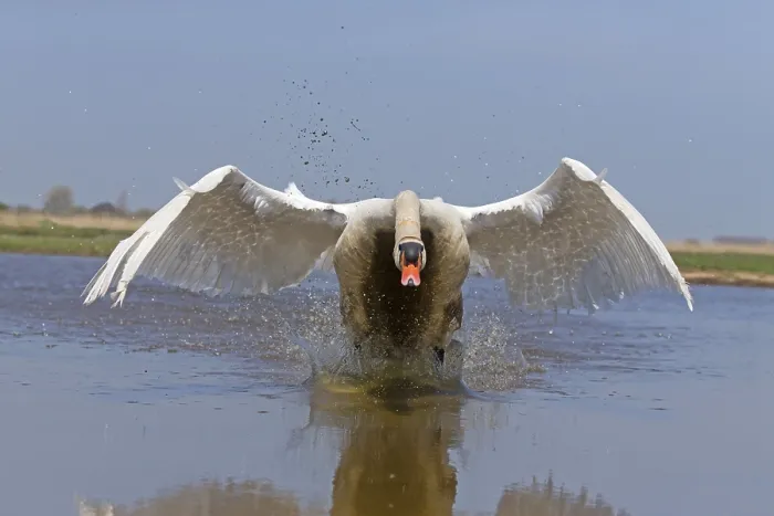 Framed Print : Mute swan (Cygnus olor), adult male