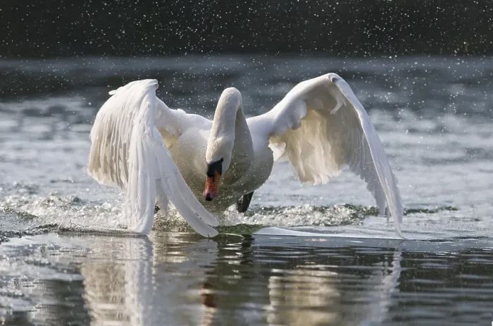 Framed Print : Mute Swan (Cygnus olor), attacking male