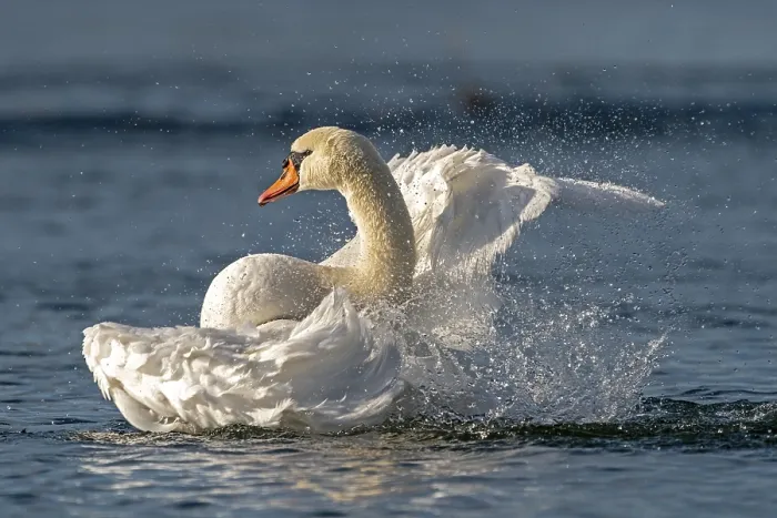 Framed Print : Mute swan (cygnus olor) bathes