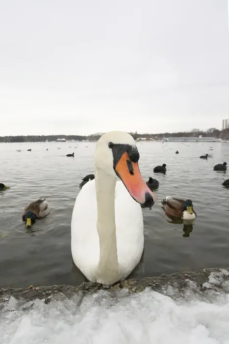 Framed Print : Mute Swan (Cygnus olor), Berlin, Germany, Europe