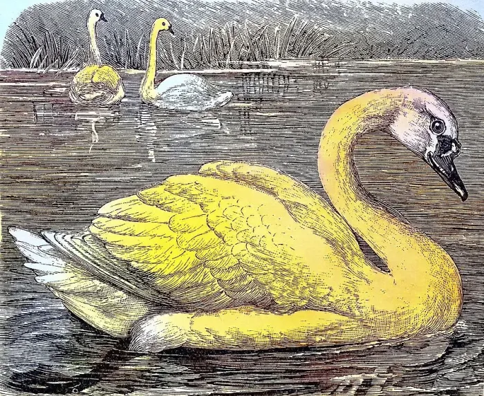 Framed Print : Mute Swan (Cygnus olor), c. 1890