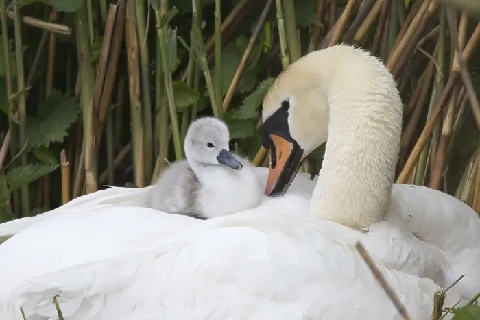 Framed Print : Mute swan (Cygnus olor), chick sitting in plumage on back Framed Print : Mute swan (Cygnus olor), chick sitting in plumage on back