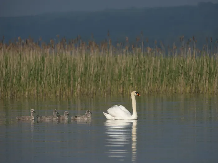Framed Print : Mute Swan (Cygnus olor) with chicks