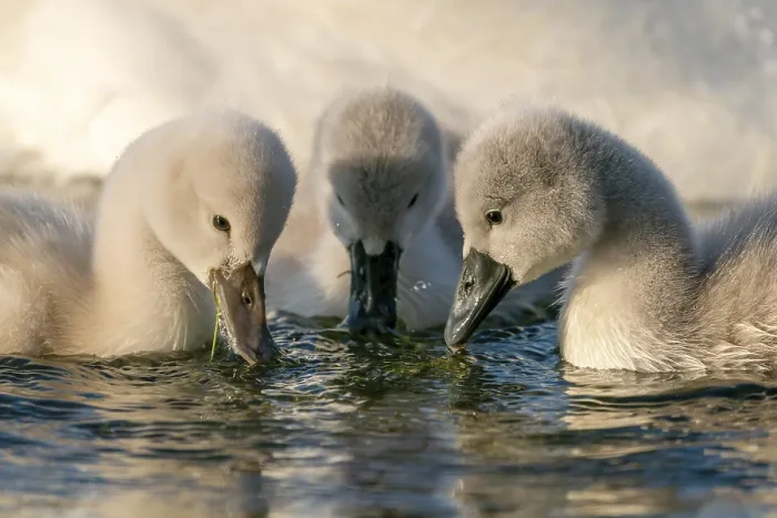 Framed Print : Mute swan (cygnus olor), three chicks eating Framed Print : Mute swan (cygnus olor), three chicks eating