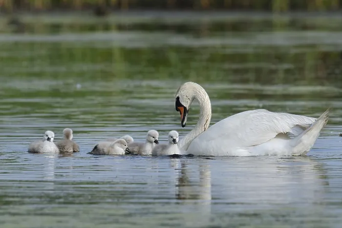 Framed Print : Mute swan (Cygnus olor) with chicks on a lake