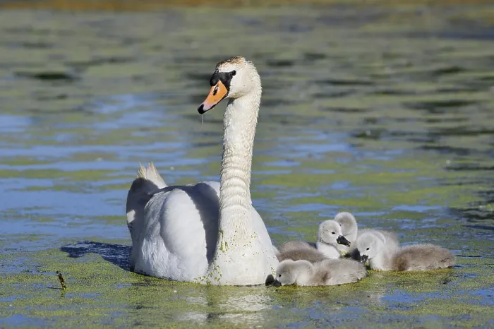 Framed Print : Mute swan (Cygnus olor) with chicks on a lake