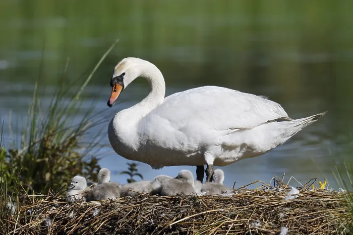 Framed Print : Mute swan (Cygnus olor) with chicks on the nest