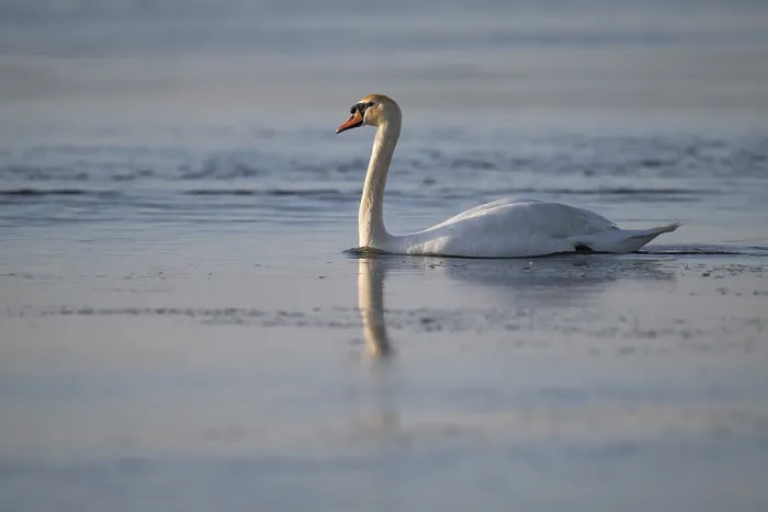 Framed Print : Mute swan (Cygnus olor), evening light