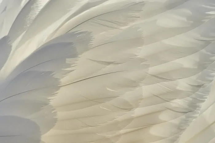 Framed Print : Detail of mute swan (Cygnus olor) feathers