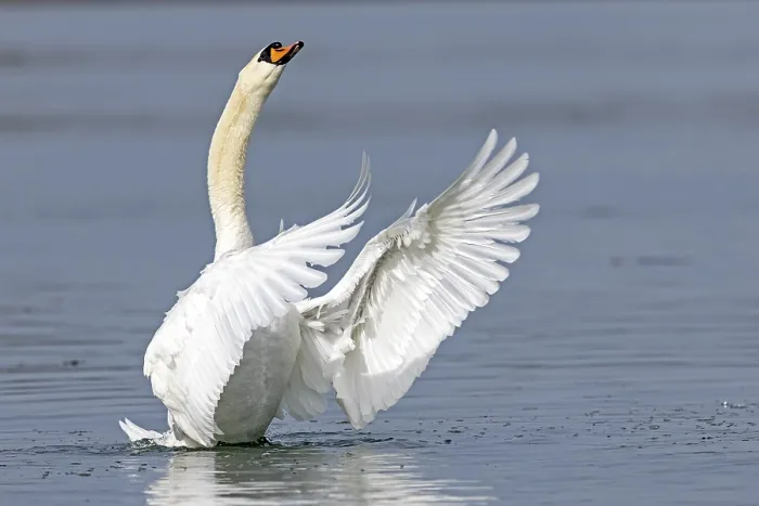 Framed Print : Mute swan (cygnus olor) flaps its wings Framed Print : Mute swan (cygnus olor) flaps its wings