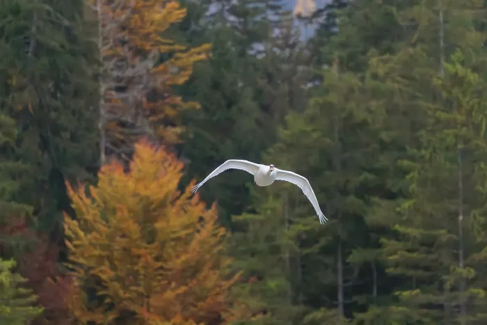 Framed Print : A Mute swan (Cygnus olor) flies over a lake