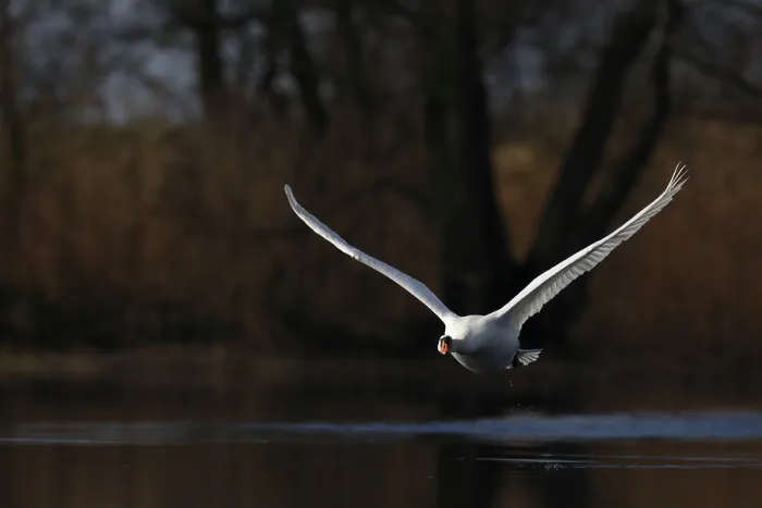 Framed Print : Mute Swan (Cygnus olor), flight study Framed Print : Mute Swan (Cygnus olor), flight study