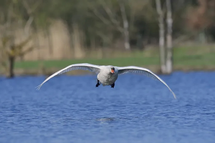 Framed Print : Mute swan (Cygnus olor) flying over a lake Framed Print : Mute swan (Cygnus olor) flying over a lake