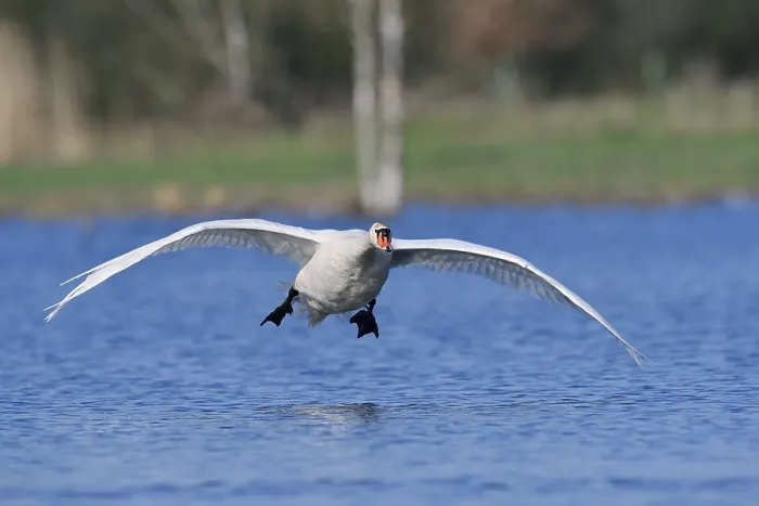 Framed Print : Mute swan (Cygnus olor) flying over a lake Framed Print : Mute swan (Cygnus olor) flying over a lake